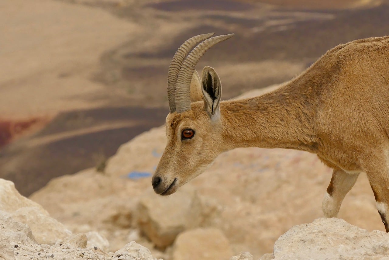 טיול של שבוע במדבר